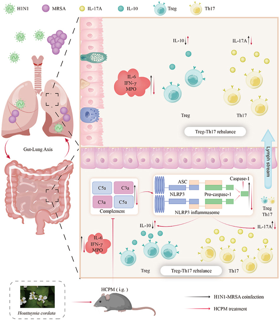 HCPM可缓解由H1N1-MRSA共感染引起的重症肺炎